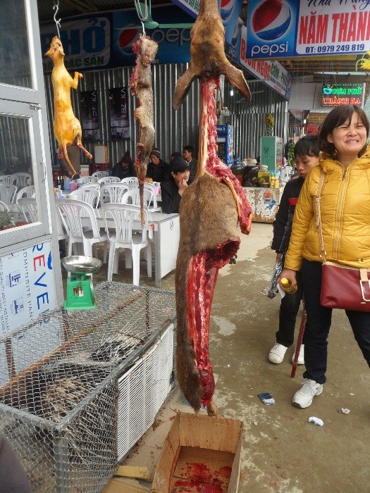 Năm nào tình trạng treo ngược nguyên con và nạn xẻ thịt thú ngay tại chùa Hương cũng được các phương tiện truyền thông nhắc đến nhưng năm nào tình trạng này cũng tái diễn...